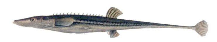 Spinachia spinachia_02.jpg